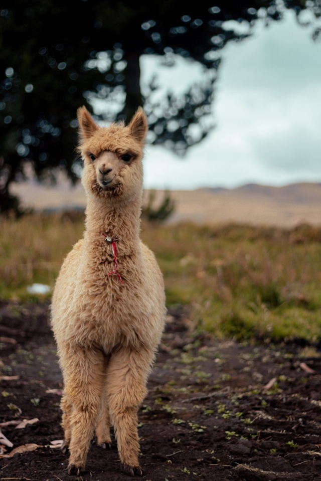 Alpaca in het veld